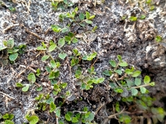Lobelia perpusilla