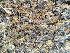Lobelia perpusilla