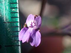Collinsia parryi