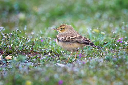 Bisbita campestre (Anthus campestris)