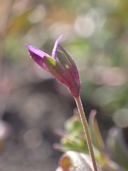 Collinsia parryi
