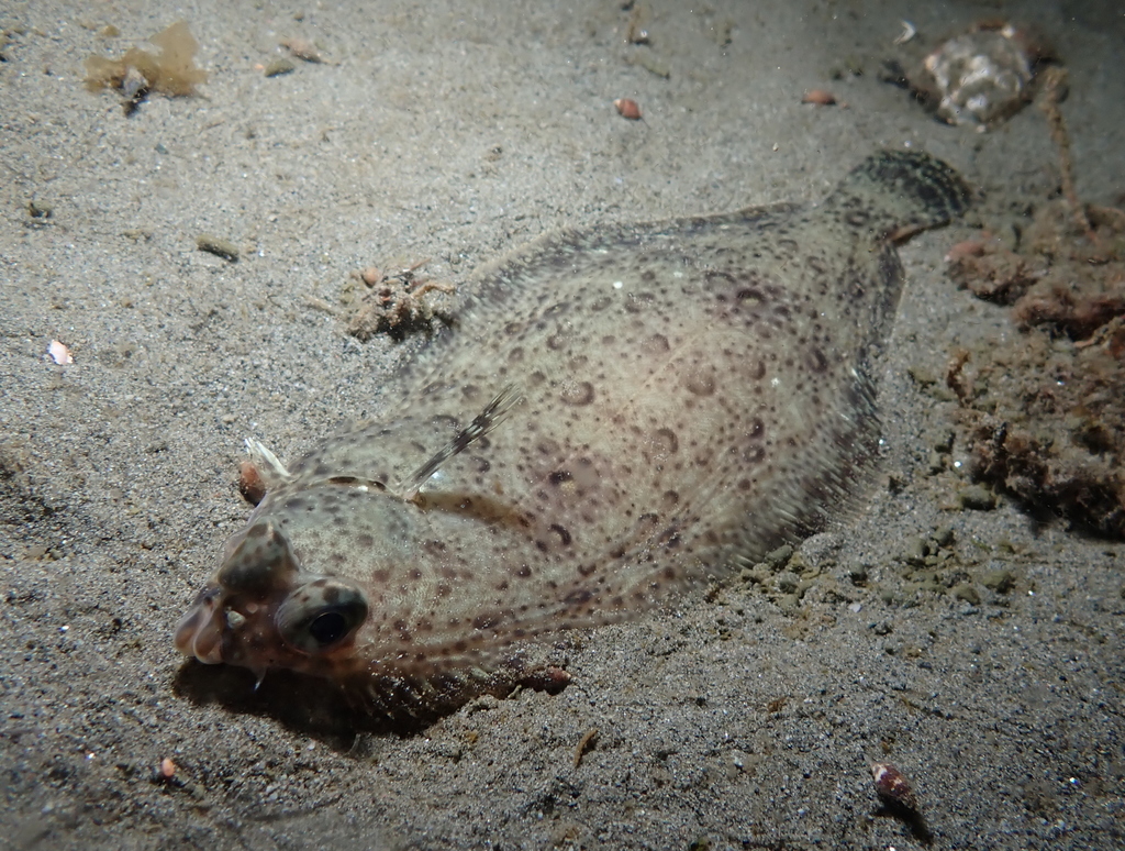 Dover Sole