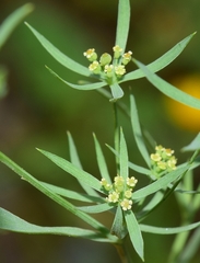 Bupleurum semicompositum