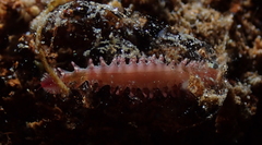 Micronereis nanaimoensis image