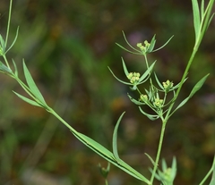 Bupleurum semicompositum