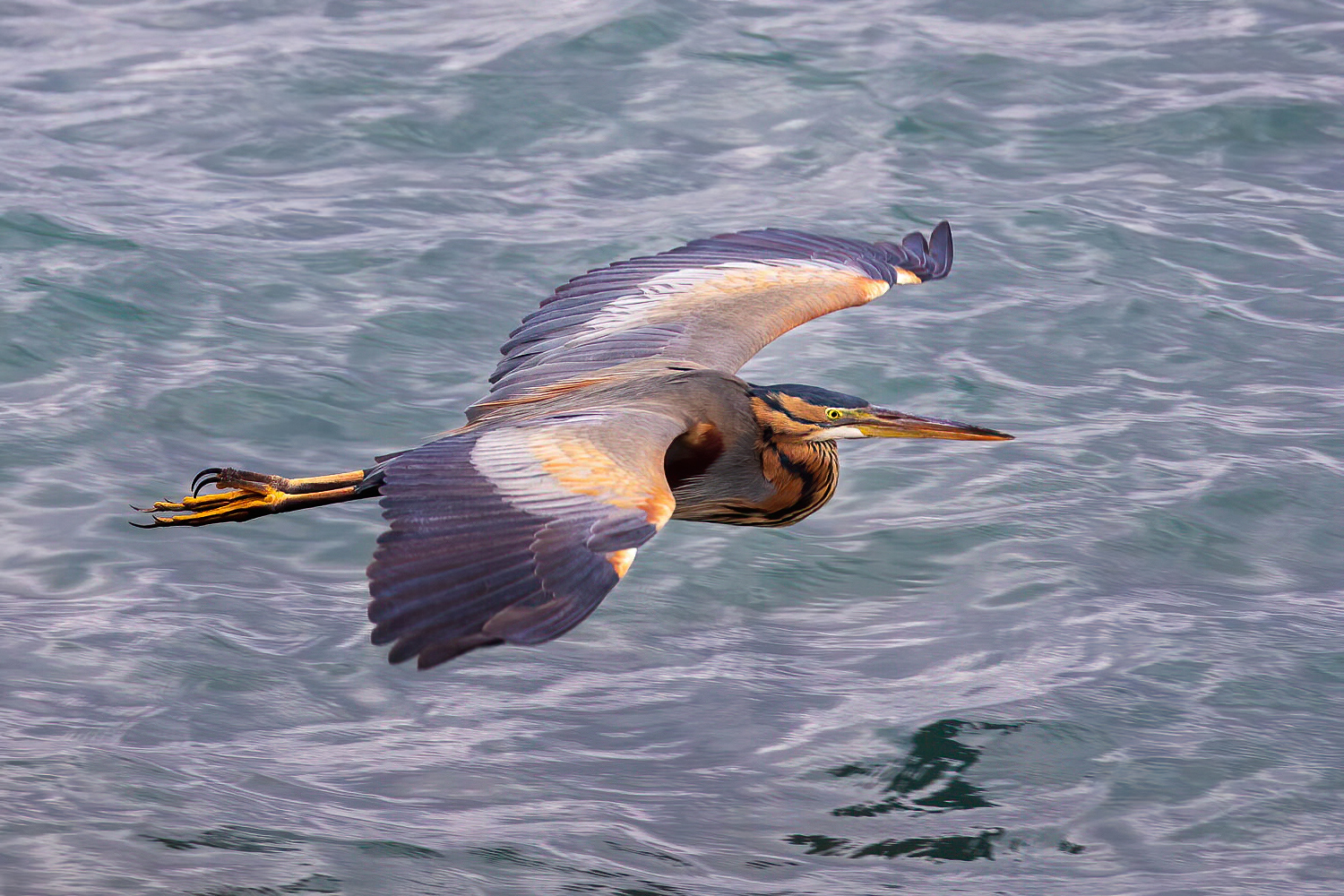 Purple Heron (Ardea purpurea)