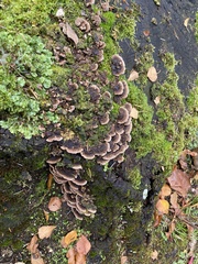 Trametes versicolor