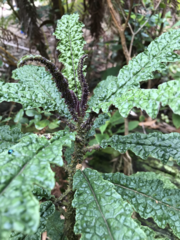 Cyanea stictophylla