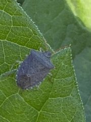 Euschistus conspersus