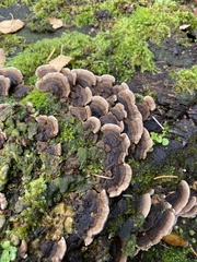 Trametes versicolor