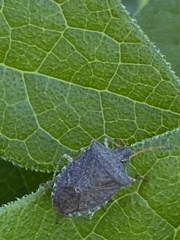 Euschistus conspersus