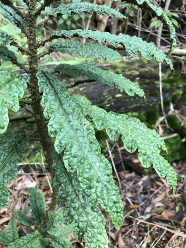 Cyanea stictophylla, photograph 1