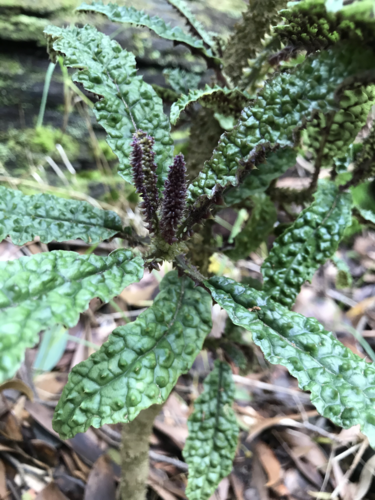 Cyanea stictophylla, photograph 3