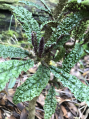 Cyanea stictophylla, photograph author not stated, no rights reserved