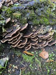 Trametes versicolor