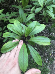 Clermontia parviflora