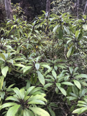 Clermontia parviflora