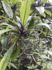 Clermontia parviflora