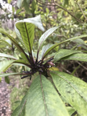 Clermontia parviflora