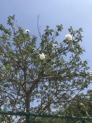 Cordia boissieri
