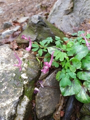 Corydalis caucasica