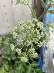 Angelica hirsutiflora