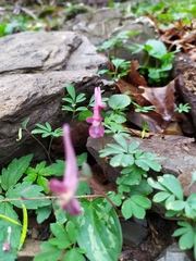Corydalis caucasica