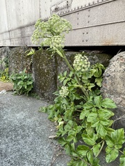 Angelica hirsutiflora