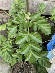 Angelica hirsutiflora