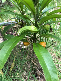 Clermontia hawaiiensis