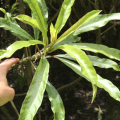 Clermontia clermontioides