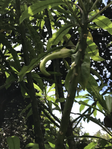 Clermontia clermontioides observed 2021-04-16