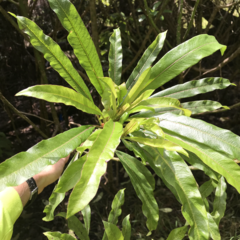 Clermontia clermontioides