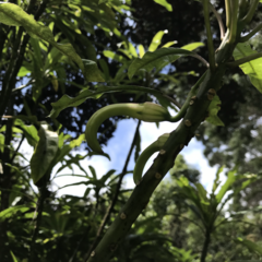 Clermontia clermontioides