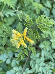 Corydalis formosana