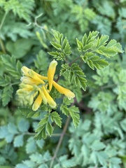 Corydalis formosana