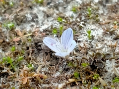 Veronica lilliputiana