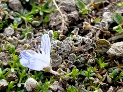 Veronica lilliputiana