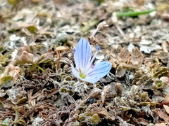 Veronica lilliputiana