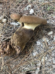 Tapinella atrotomentosa