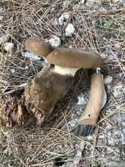Tapinella atrotomentosa