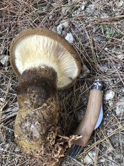 Tapinella atrotomentosa
