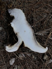 Tapinella atrotomentosa