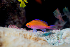 Nemanthias bicolor