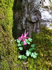 Corydalis caucasica
