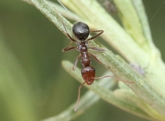 Myrmecocystus mimicus