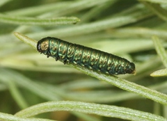 Trirhabda sericotrachyla