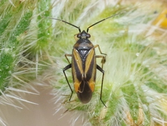 Plagiognathus moerens