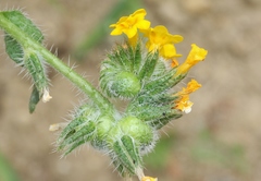 Schizomyia macrofila