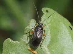 Irbisia solani